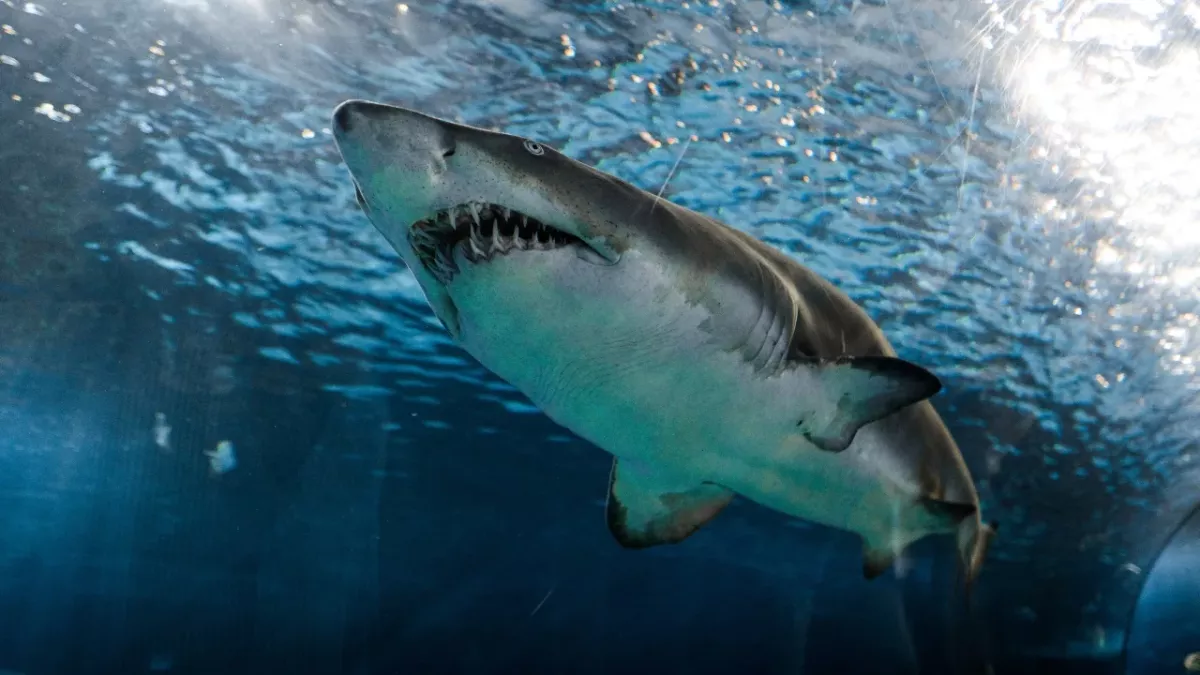 Shark attacks an 8 year old boy to steal a fish (VIDEO)