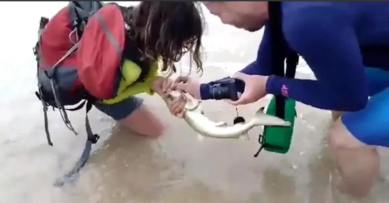 She tries to pull the shark from the water
