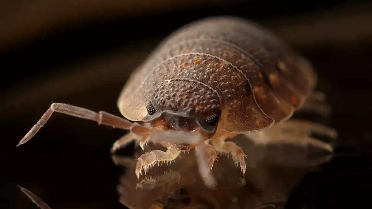 The shocking sex life of bedbugs, from violence to 200 sessions of intercourse a day