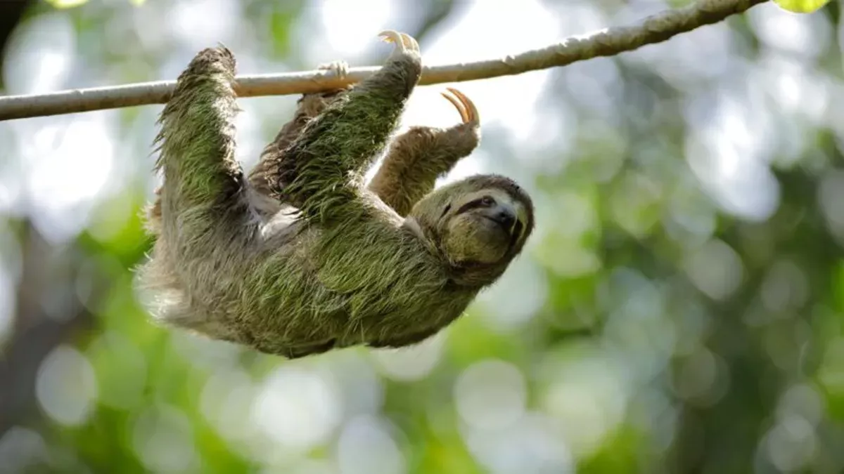 Sloth