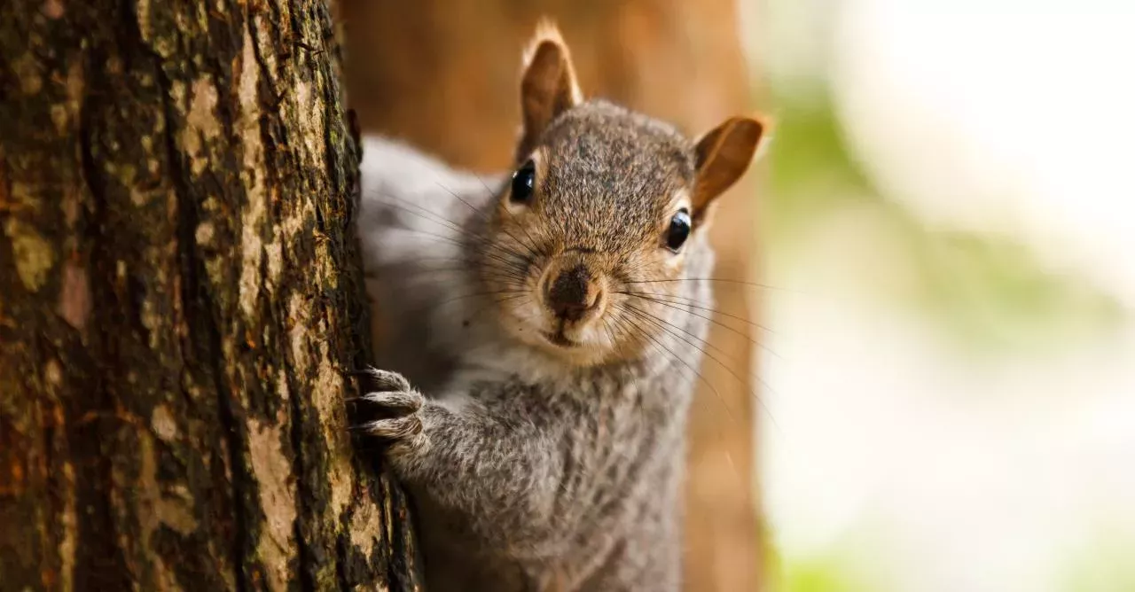 Squirrel