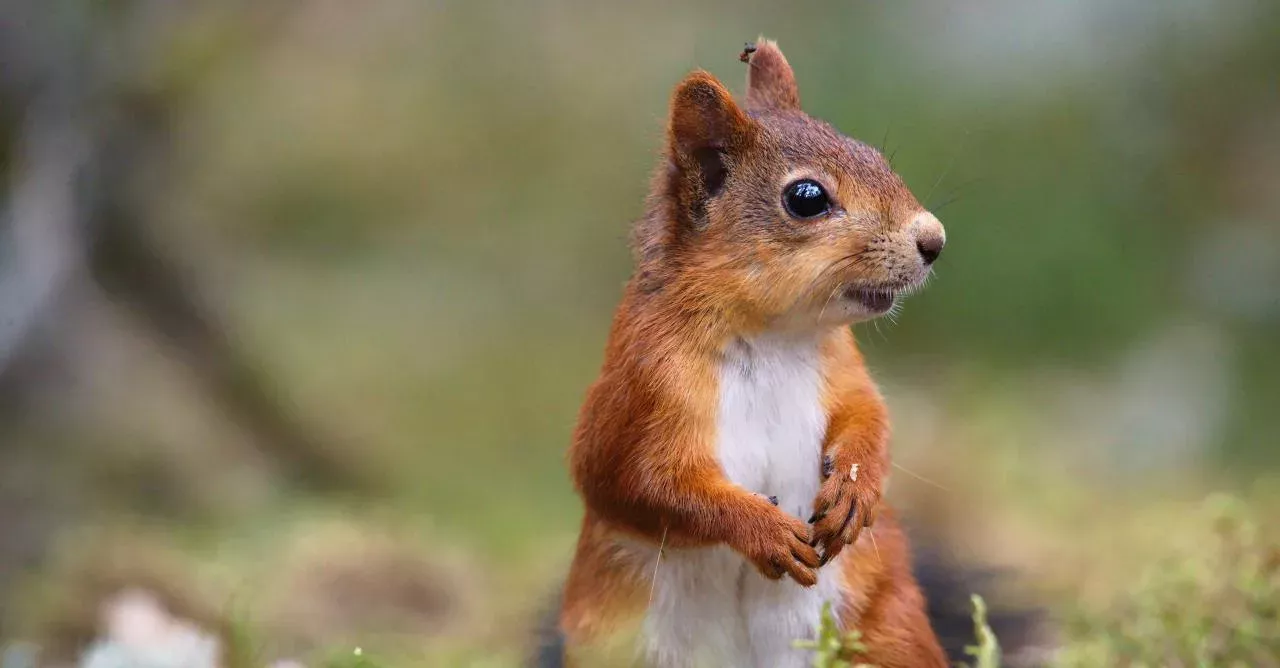 Squirrel