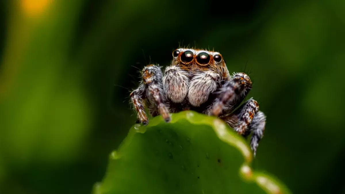 This is the surprising reason why you should never kill a spider in your home