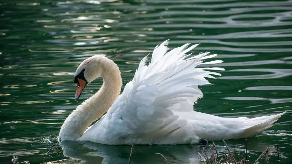 This swan died of a 'broken heart' after teenagers crushed her eggs to pieces 