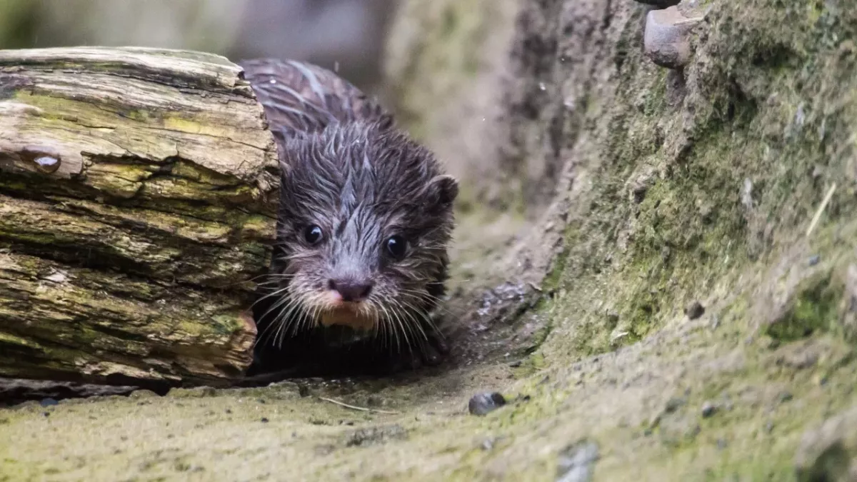 This terrified baby otter lost his mum and got stuck inside a delivery van  