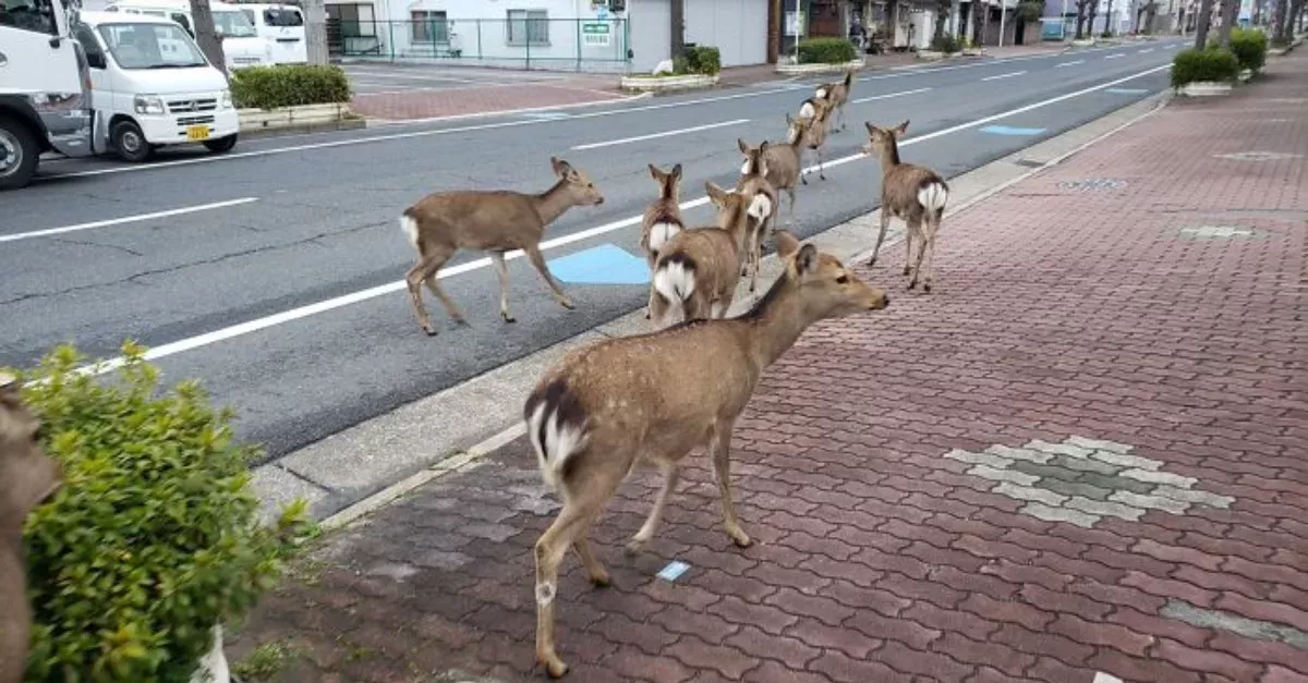 These deer have ventured out of their nearby park.