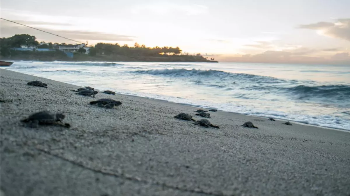 Turtles