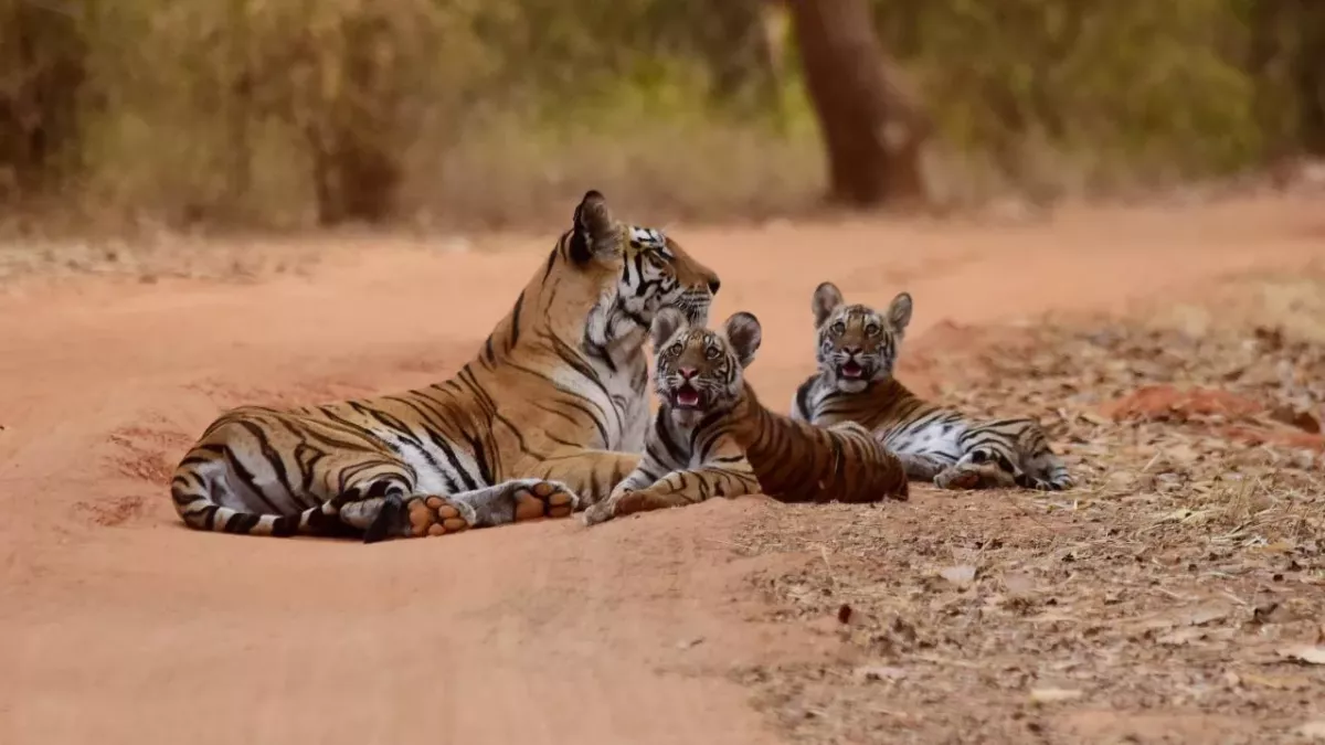 The US has more captive tigers than there are in the wild 