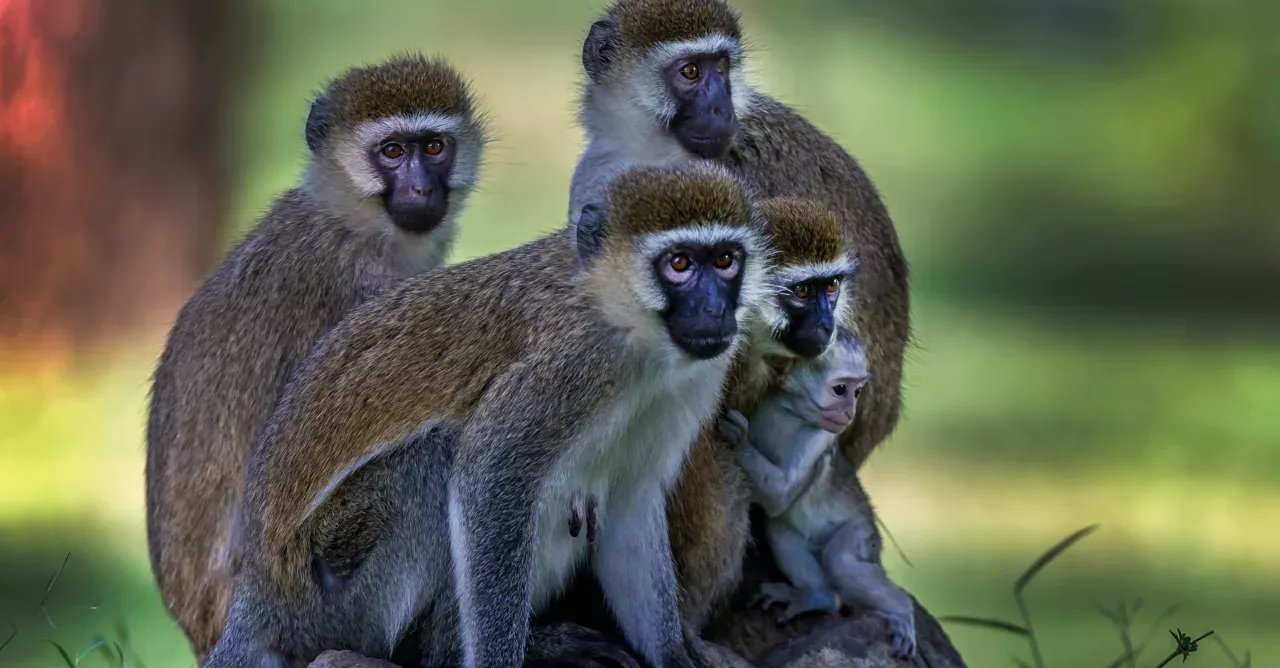 Vevet Monkey