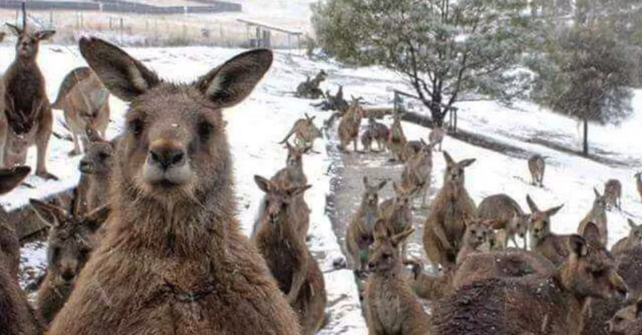 This video of kangaroos jumping through snow in Australia is hilarious 