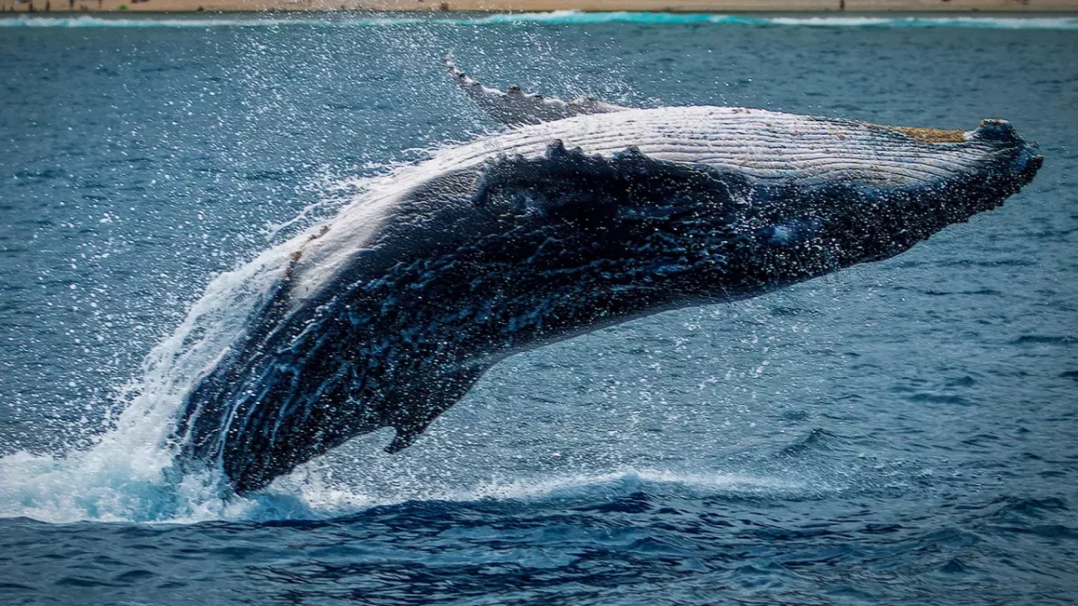 This Whale Had a $1.5 Million Fortune in Its Belly 