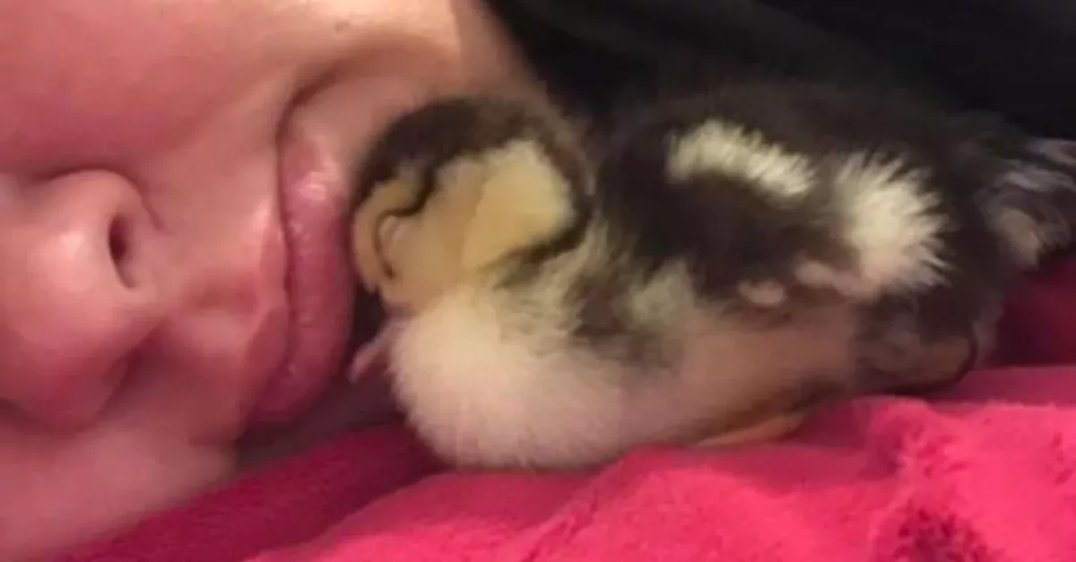 A Woman Hatched an Duckling… Using Her Cleavage