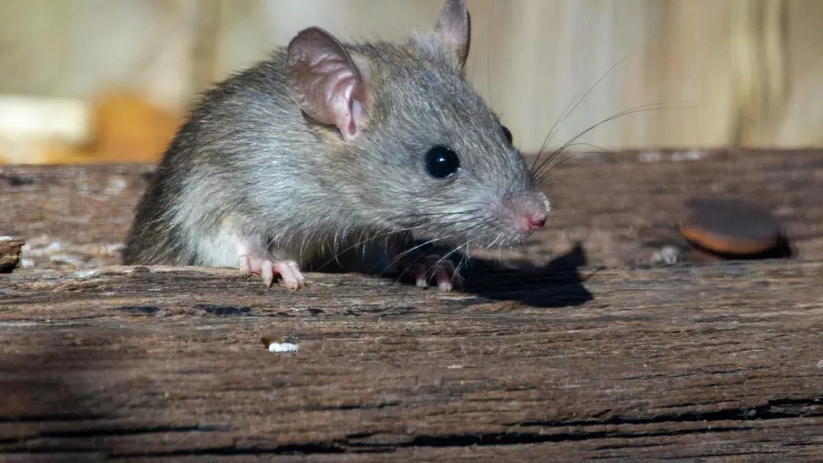 rats cities hygiene world ranking