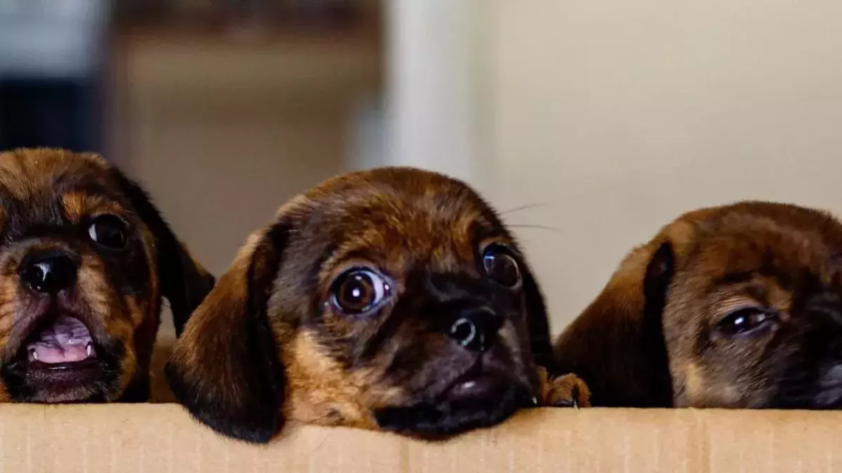 Abandoned pregnant dog gives birth to puppies in street
