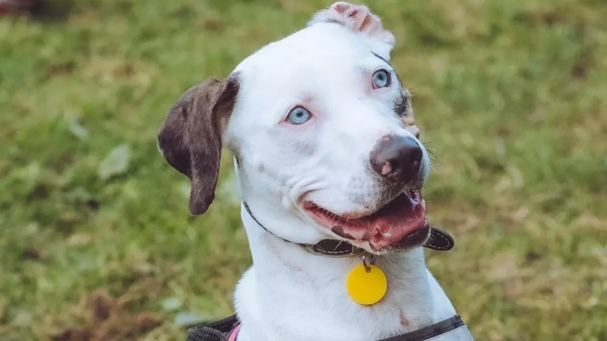 This adorable deaf dog seeks a new home