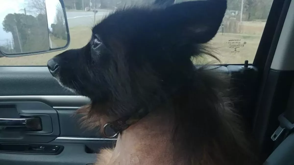 This adorable German Shepherd with a rare condition will always appear to be a puppy