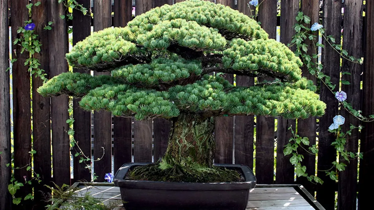 Bonsai tree