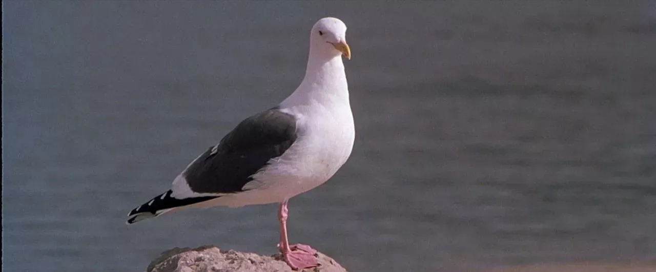 British Ministry of Defence seagulls alien spies UFO 