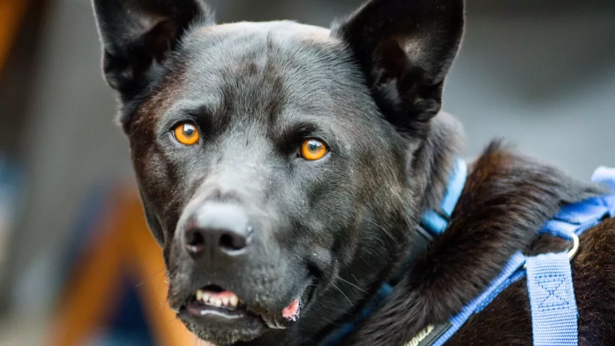 This clever police dog helped to uncover one of the biggest drug crimes in history 