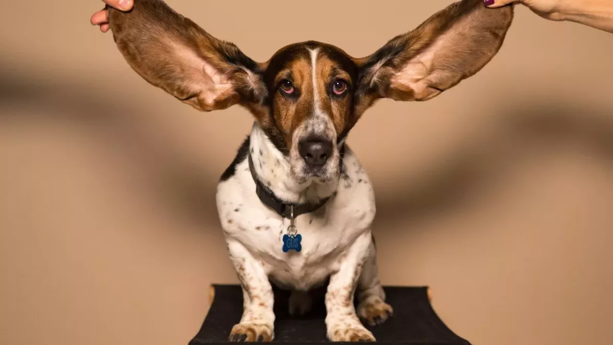 Dog gets a facelift and enjoys a new start at life