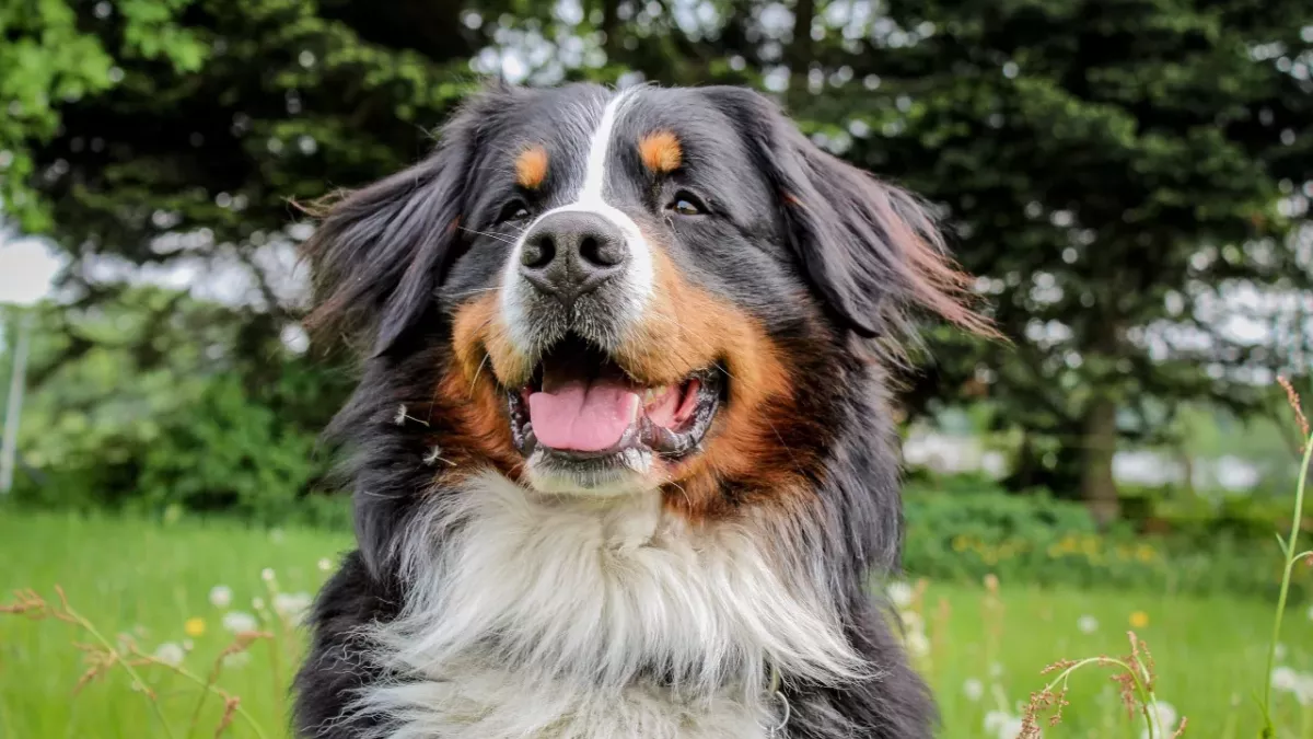 dog reunited owner two months mountains alone cute story heartwarming
