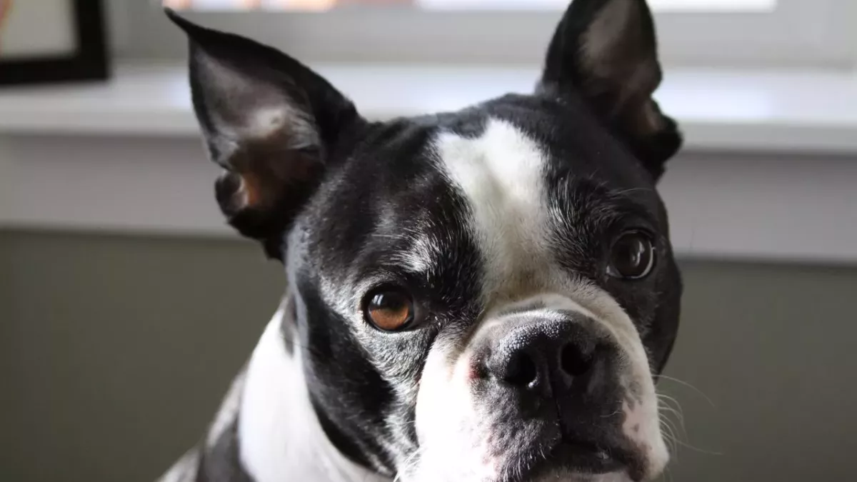 Dog saves baby’s life by alerting parent when she stopped breathing