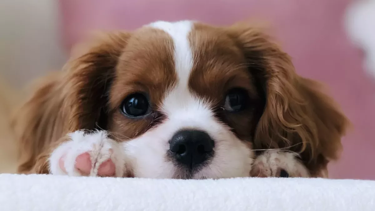 Dog stories