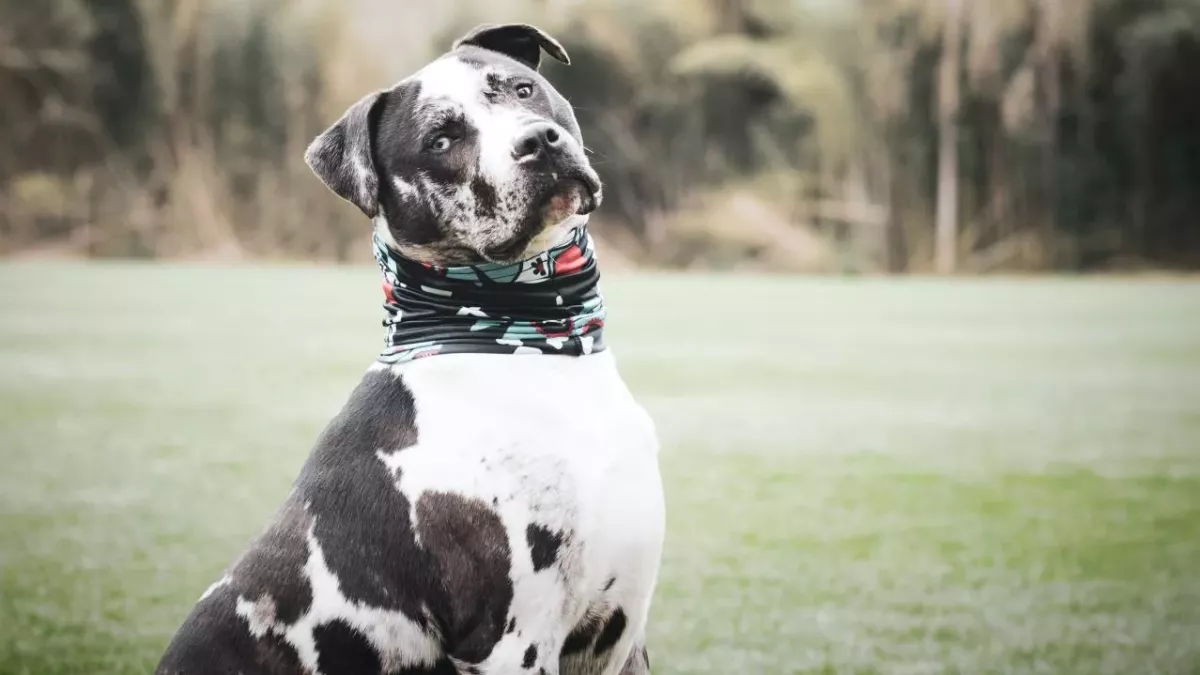 This dog was found tied to a gate with a terrible note from its owners