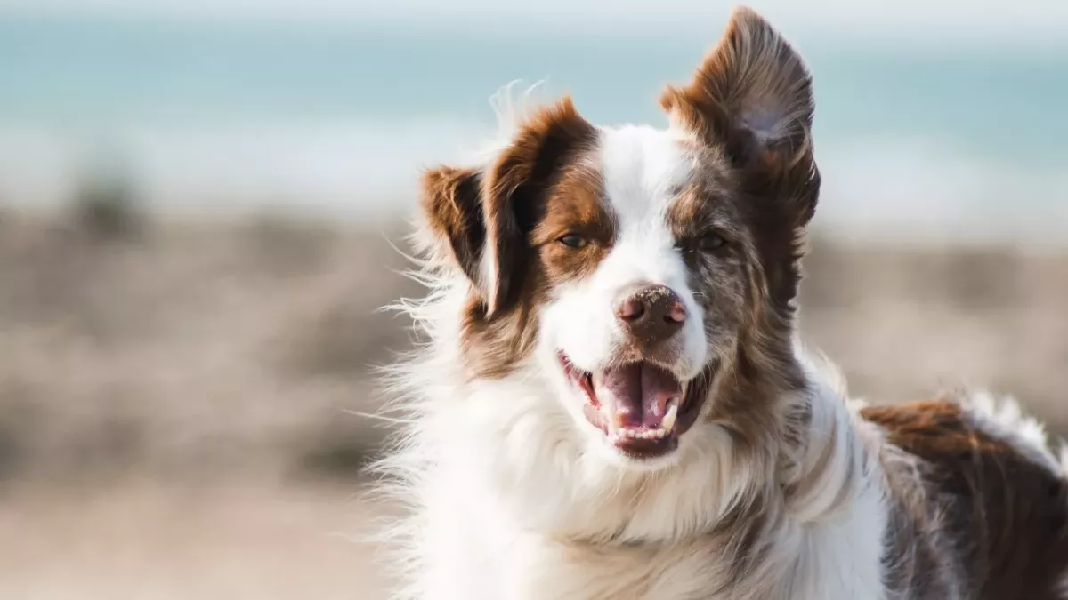 This dogsitter was in a horrific freak accident