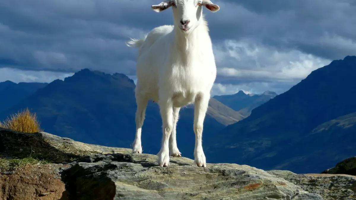 drunk story weird man goat police arrest