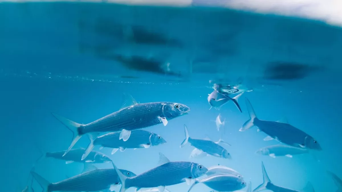 fishing super rare fish harbinger of doom bad omen earthquake tsunami Thailand