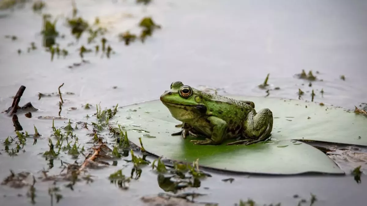 He raises an army of 3 million frogs in his pond for an incomprehensible purpose