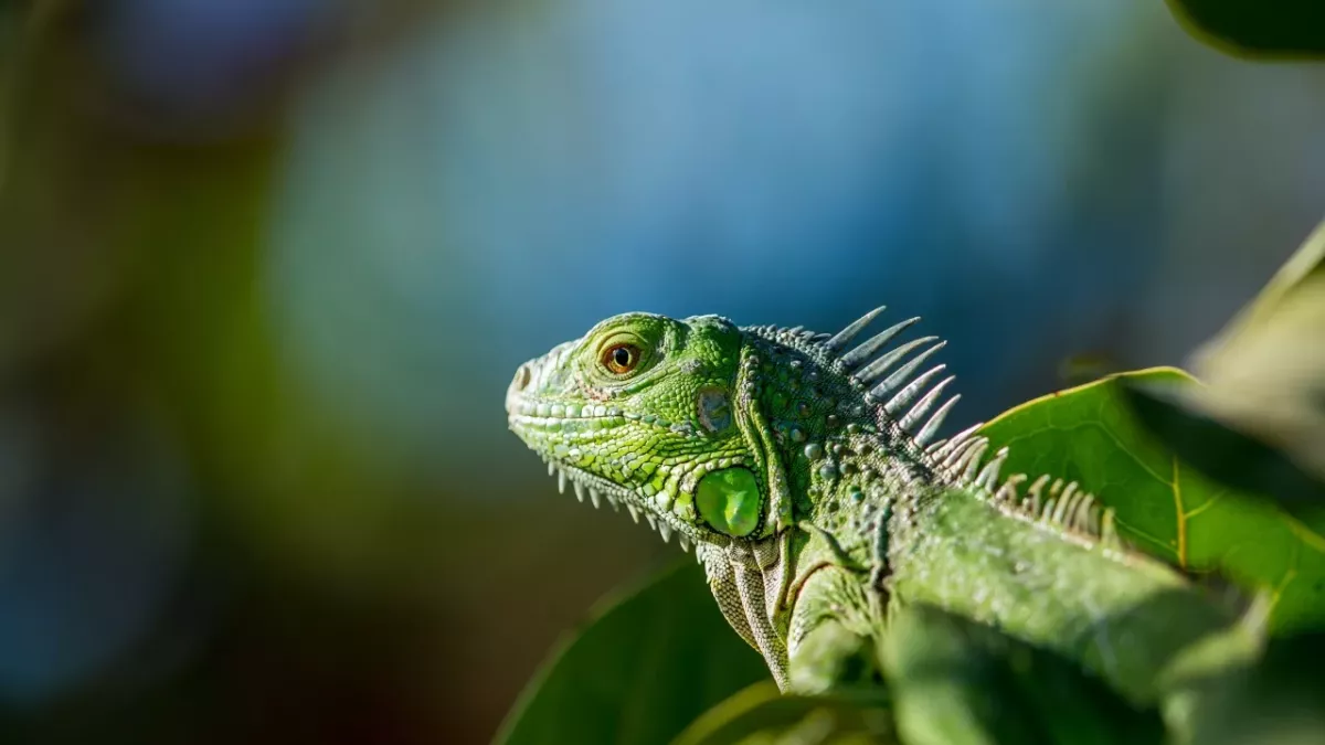 An iguana transmitted unusual disease to a little girl by stealing her cake