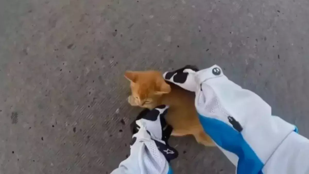 Kitty