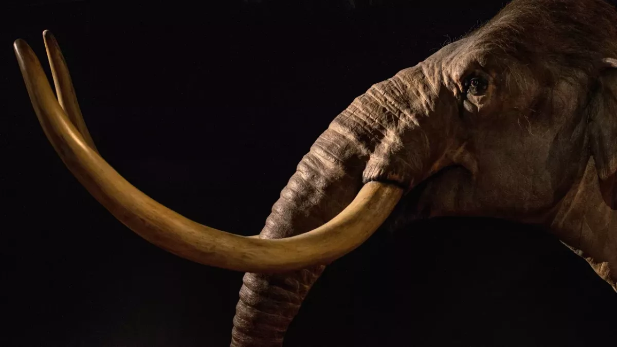 man discovery mammoth jaw fossil