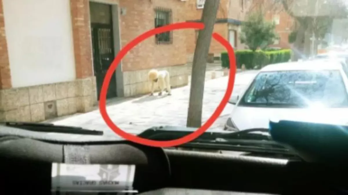 A man disguised himself as a dog to leave the house during lockdown