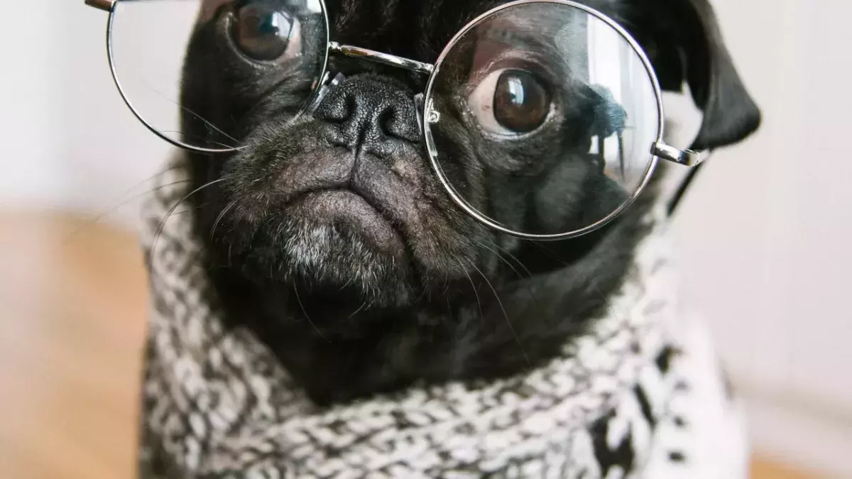 Man gets away with using pet ID as proof of vaccination