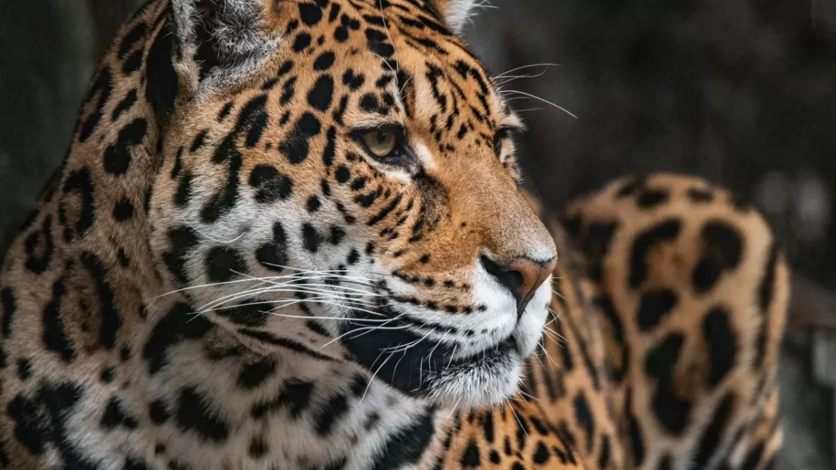 man goes blind bacteria jaguar poop animal wildlife