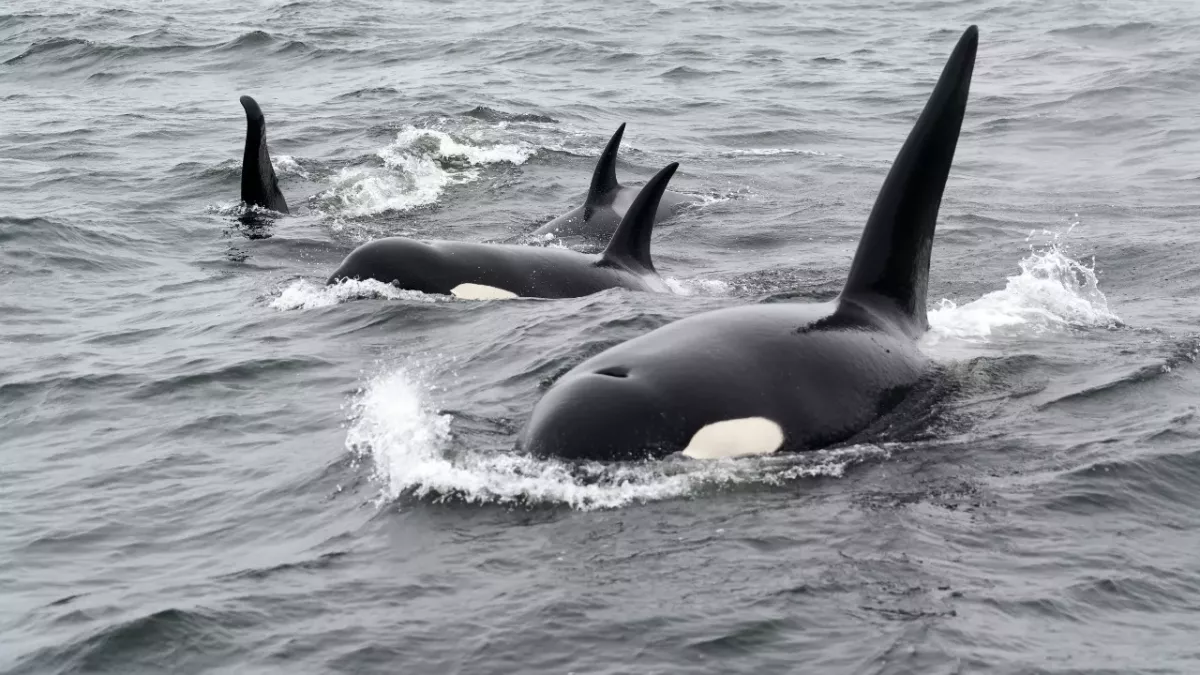 A massive shark is eaten alive by a pod of killer whales (VIDEO)