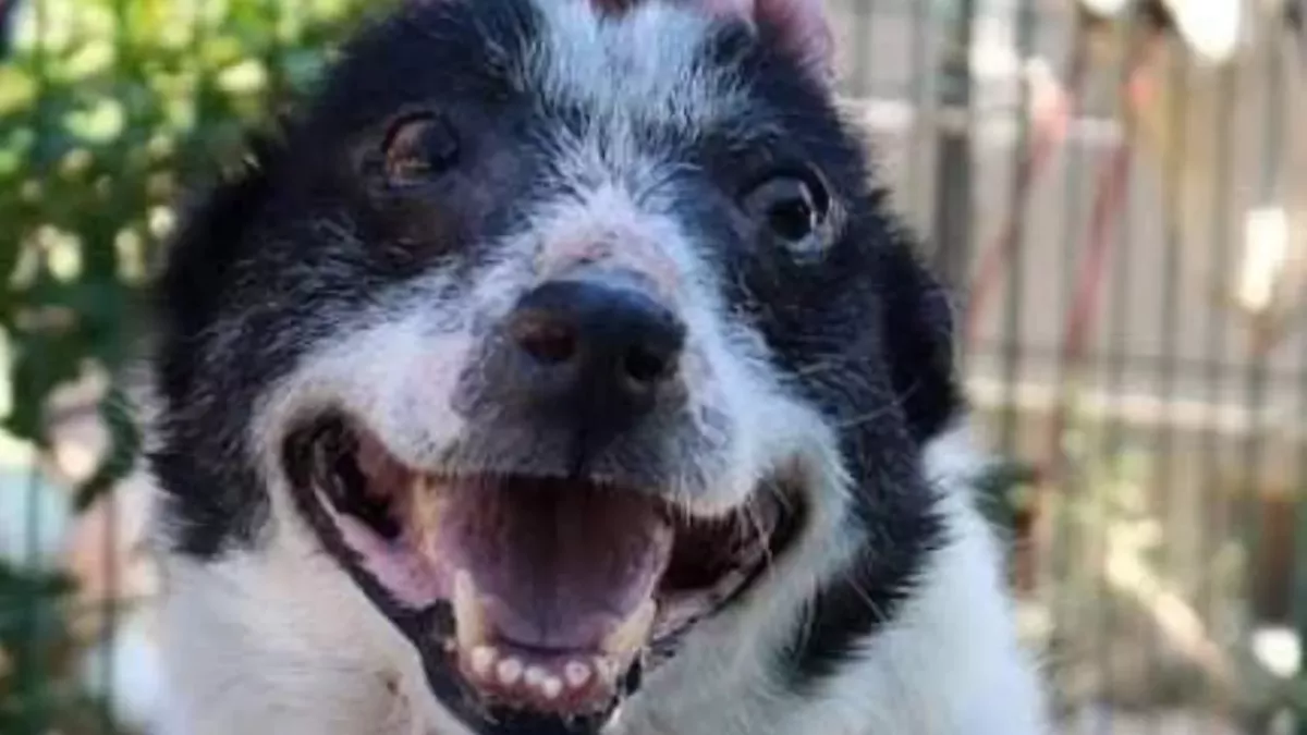 This Mr Ugly of a dog shelter seeks a new home