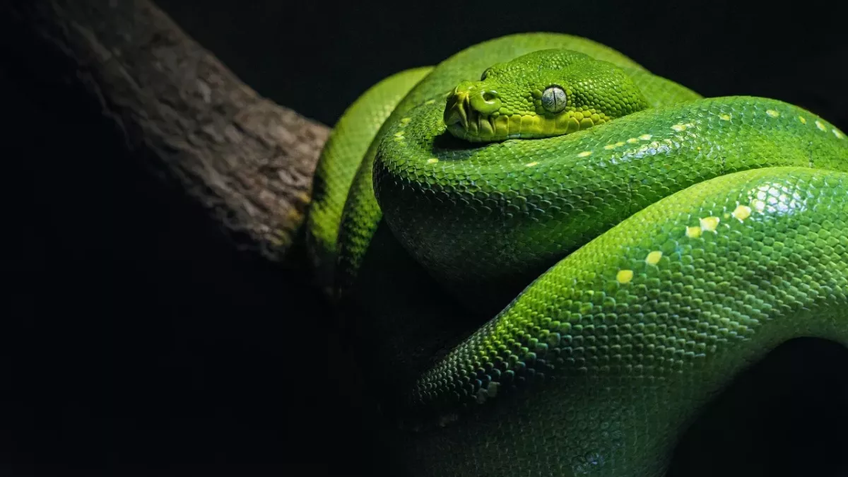 new species snake venimous penis fork weird science