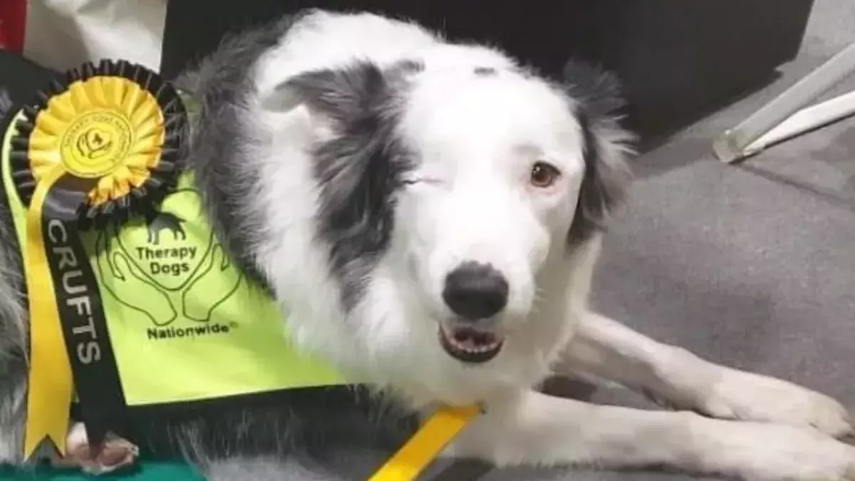 One-eyed dog proves to have more humanity than humans