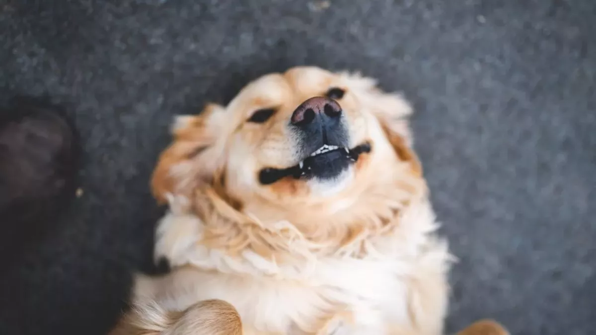 A puppy smiled his way to a loving home
