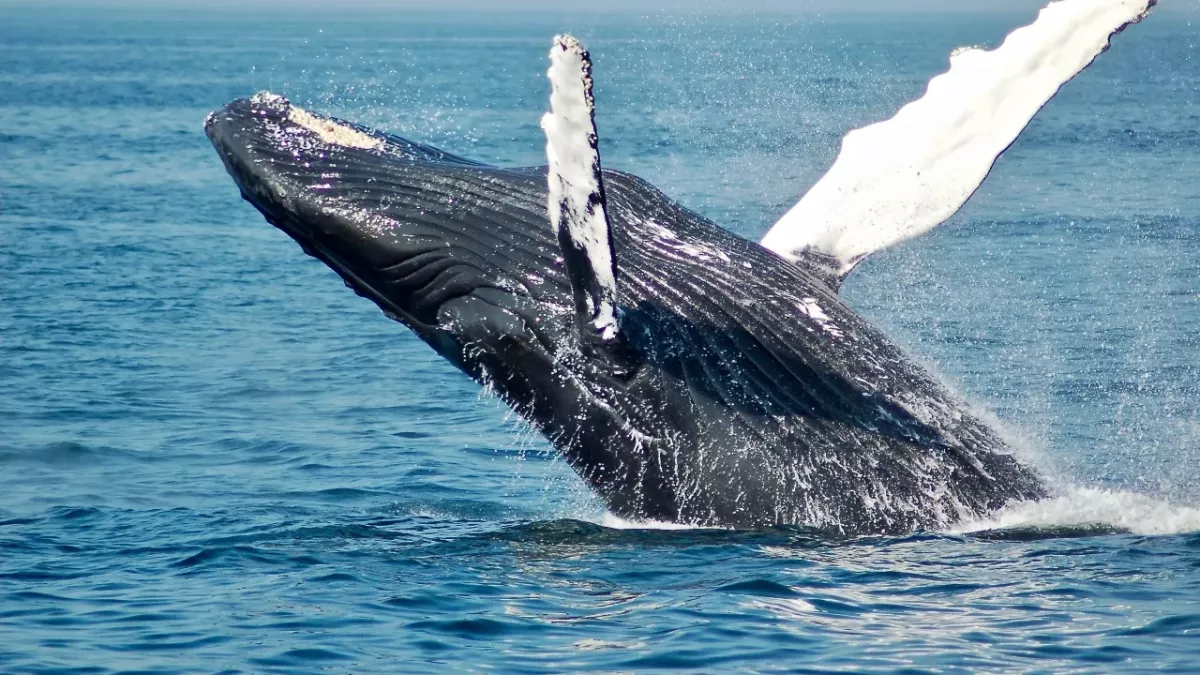 scientists communicate whale first time ever discovery