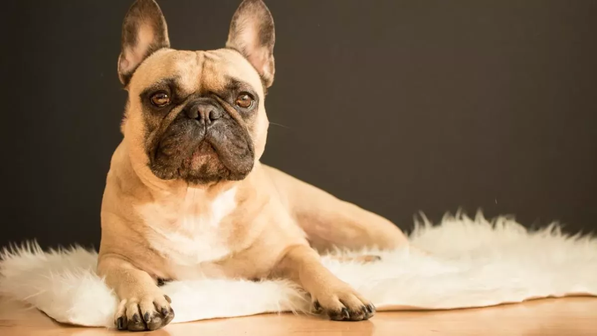 This Scottish family's dog died while in a boarding kennel and what happened next will shock you