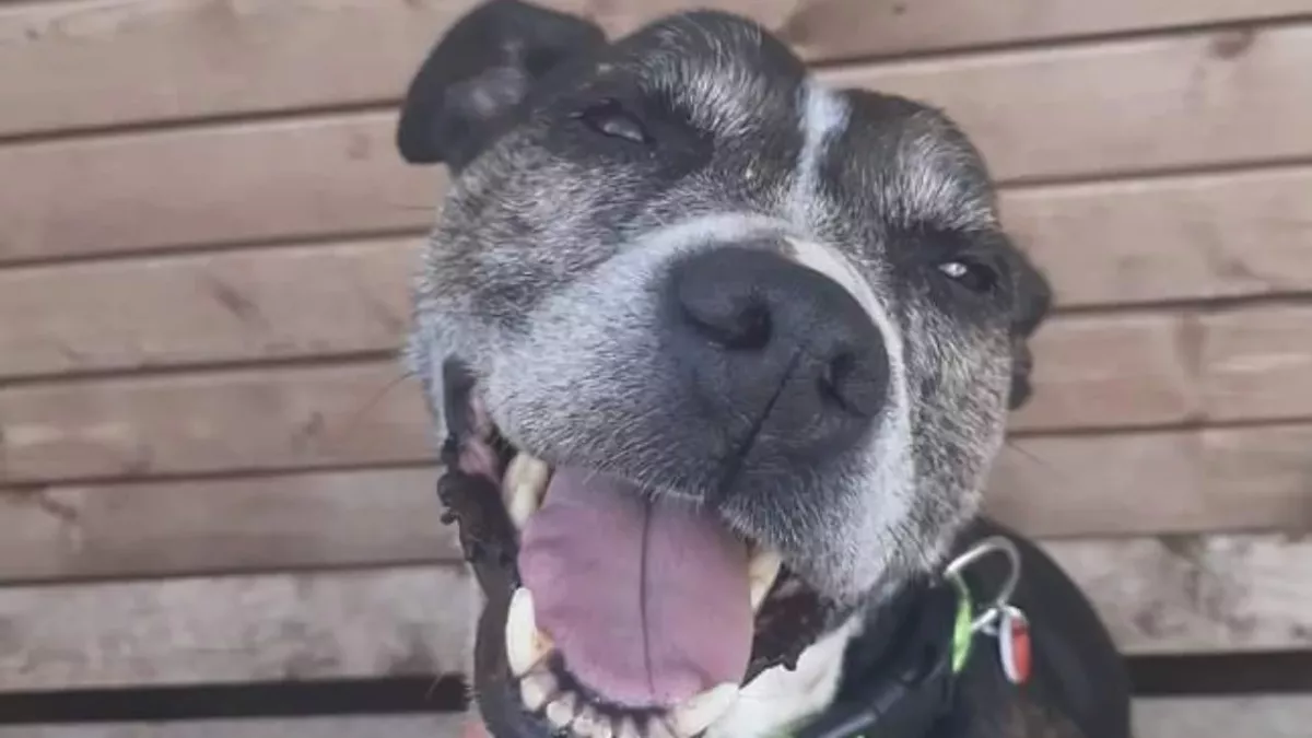 This senior Staffie who loves to smile is looking for his forever home