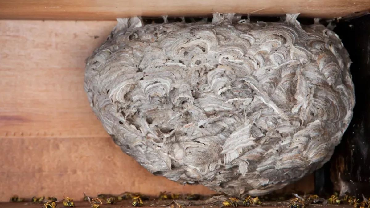 They cut a wasp next in half to discover something stunning inside