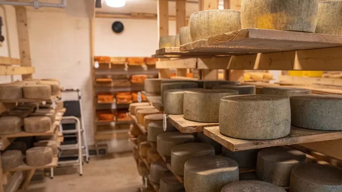 Wheels of hard Italian cheese killed a man on the spot in a tragic working accident 