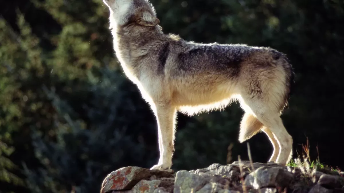 wolf breaks into hospital nurse save life heartwarming