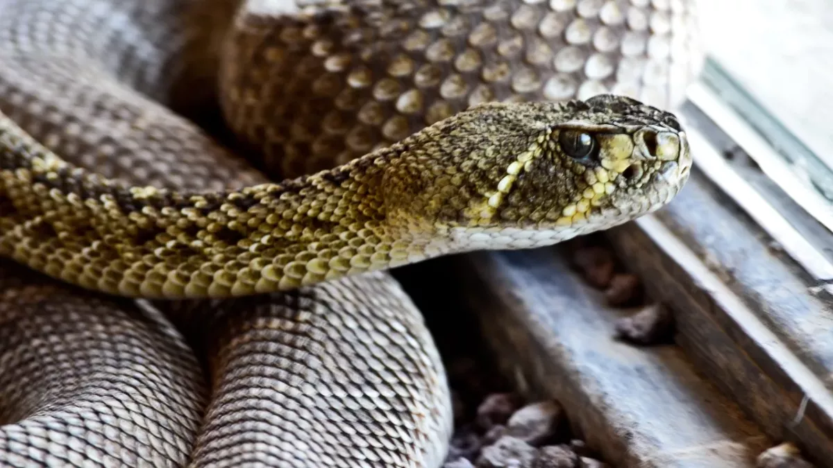 woman discovery snake child Australia story weird